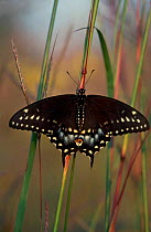 Black swallowtail butterfly portrait {Papilio polyxenes} North Illinois, USA