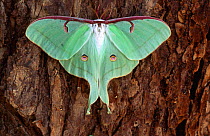 American moon moth on bark {Actias luna} portrait, Pennysylvania, USA