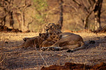 Asiatic lion with cubs {Panthera leo persica} Sasam Girl Forest Gujarat India