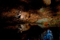 Florida panther / puma by water {Felis concolor} catpive USA
