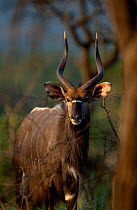 Nyala male {Tragelaphus angasi} Hluhluwe Umfolozi NP South Africa