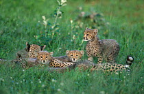 Mother Cheetah with 3m-old cubs {Acinonyx jubatus} Phinda Resource Reserve South Africa