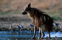 Brown hyaena drinking {Hyaena brunnea} Kgalagadi Transfrontier Park South Africa