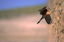 Male Lesser kestrel returning to nest in wall, {Falco naumanni}, Albacete, Spain