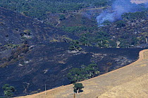 Aftermath of forest fire caused by barbeque. Eucalyptus trees Kangeroo island, South Australia