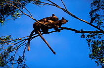 Fossas mating in tree {Cryptoprocta ferox} Western Dry Forest Madagascar