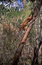 Male Fossa in tree {Cryptoprocta ferox} Western Dry Forest Madagascar