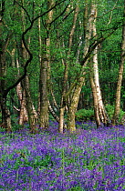 Bluebells {Endymion nonscriptus} + Silver birch {Betula pendula} Derbyshire,