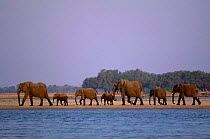 African elephants by Zambezi river {Loxodonta africana} Chikwenya Mana Pools Zimbabwe