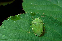 Green shield bug, Somerset {Palomena prasina} England UK
