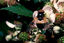 Hoverfly {Volucella pellucens} on Bramble flower UK