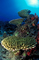 Table top coral marine landscape {Acropora coral} Fiji, Pacific