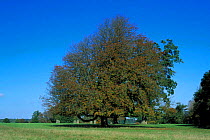 Horse chestnut tree {Aesculus hippocastanum} Autumn UK