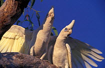 Little Corella cockatoo territorial display {Cacatua sanguinea}, Kakadu NP, Australia