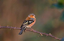 Chaffinch male perched {Fringilla coelebs} UK