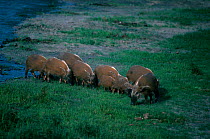 Bush pigs leave mangoire for forest {Potamochoerus porcus} Maya M Nord Bai Odzala NP Congo