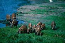 Bush pigs leave mangoire for forest {Potamochoerus porcus} Maya M Nord Bai Odzala NP Congo