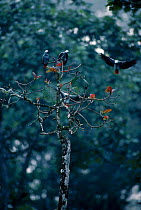 African grey parrots in trees {Psittacus erithacus} Lokoue Bai Odzala NP NW R of Congo
