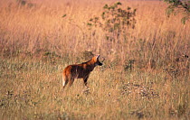 Maned wolf in grasslands {Chrysocyon brachyurus} Emas NP Brazil