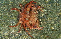 Swimming crabs mating {Charybdis sp} Sulawesi, Indonesia