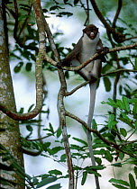 White nosed guenon in trees {Cercopithecus nictitans} captive occurs Central Africa