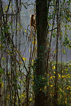 Golden langur climbing tree {Presbytis geei} Assam India