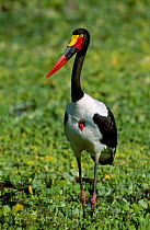 Saddlebill stork wading amongst water lettuce {Ephippiorhynchus senegalensis} Kruger NP S Africa