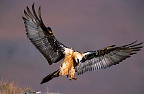 Lammergeier (Bearded vulture) landing {Gypaetus barbatus} Giants Castle South Africa