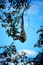 White-handed gibbon {Hylobates lar} feeding in {Ficus sp} tree Khao Yai NP Thailand