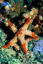 Necklace seastar {Fromia monilis} Sulawesi, Indonesia
