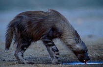 Brown hyaena drinking {Hyaena brunnea} Kalahari Gemsbok NP S Africa