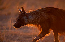 Brown hyaena {Hyaena brunnea} Kgalagadi transfrontier Park South Africa