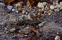Sand lizard hatchling (note short tail) {Lacerta agilis} Purbeck Dorset UK