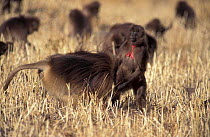 Gelada baboon male sniffs female genitals {Theropithecus gelada} Simien NP Ethiopia