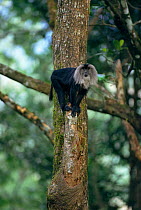 Liontail macaque in tree {Macaca silenus} western Ghats Kerala, India. endangered,