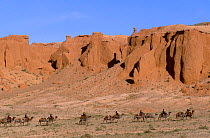 Nomads Bactrian camels {Camelus bactrianus} Flaming cliffs Gobi desert Mongolia