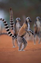 Ring-tailed lemurs standing alert {Lemur catta} Berenty Reserve, Madagascar