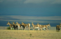 Kulan / wild ass herd {Equus hemionus kulan} Equid Sanctuary, USA