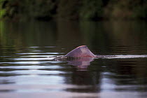 Bouto / Pink river dolphin {Inia geoffrensis}, Mamiraua, Brazil, South America