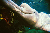 Face detail of Amazon river dolphin {Inia geoffrensis} captive Endemic to Amazon &