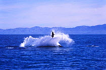 Killer whale {Orcinus orca} attacking Dusky dolphin Kaikoura New Zealand