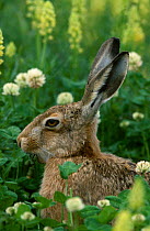 European hare {Lepus europaeus} Breckland Norfolk UK