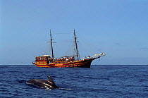 Whale watching Short finned pilot whales {Globicephala macrorhynchus} Tenerife