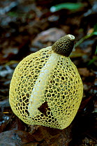 Veiled fungus {Phallus sp} Sri Lanka tropical wet evergreen forest