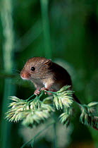 Harvest mouse on grass head {Micromys minutus} UK