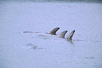 Risso's dolphins at surface {Grampus griseus}, Shetland Islands, UK