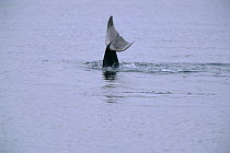 Tail fluke of Risso's dolphin at surface {Grampus griseus}, Shetland Islands, UK