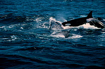 Killer whale {Orcinus orca} attacking Grey whale calf {Eschrichtius robustus} CA USA