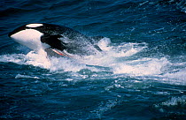 Killer whale {Orcinus orca} drowning Grey whale calf {Eschrichtius robustus} CA USA