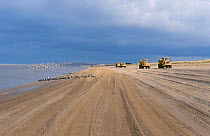 Vehicles delivering sand to repair beach Oystercatchers Snettisham N Norfolk UK